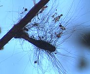 Mycorrhiza of Cenococcum geophilum 