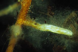 Lebende Feinwurzel einer Fichte. Die Wurzelspitzen sind mit den feinen Fäden eines Mykorrhizapilzes besetzt (sogenannte "Mykorrhiza"). Bild: Ivano Brunner