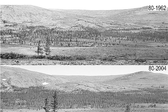 Historische Fotos belegen die Waldzunahme im Polar Ural während der letzten Jahrzehnte. Bilder: S. Shiyatov, IPAE, Ekaterinburg