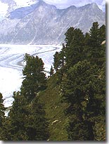 m&eacute;l&egrave;ze, arolle et pin de montagne