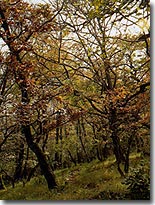 Ch&ecirc;naies &agrave; charmes et ostryaies