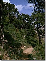 Pin&egrave;de