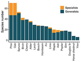 Number of insect species caught for the study, listed by the genus of trees on which they feed. The colours distinguish specialists, i.e. insects that feed only on trees of this genus, from generalists, i.e. those that can eat a variety of plant species. It can be clearly seen that the beech provides food for only a very few specialists and also for fewer generalists compared with the oak or pine, for example. (graph: Felix Neff/WSL)