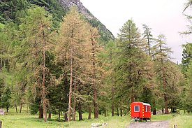 Lärchenwickler, Val Bever GR, Juni 2017 (Bild: Waldschutz Schweiz)