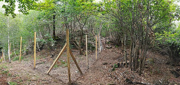 Eingezäunter Waldabschnitt, Holzpfähle mit Stützstreben neben nicht eingezäunten Bäumen