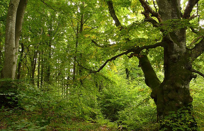 Unter Schutz gestellter ehemaliger Buchen-Hutewald auf der Schwäbischen Alb. (Foto: Martin Fellendorf)