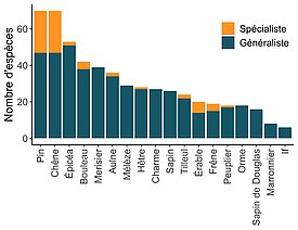 Nombre d’espèces d’insectes capturées dans le cadre de l’étude, présentées selon les genres des arbres dont ils se nourrissent. Les couleurs distinguent les spécialistes, c’est-à-dire les espèces d’insectes qui ne se nourrissent que d’arbres de ce genre, et les généralistes, qui peuvent se nourrir de divers végétaux. Il apparaît clairement que le hêtre n’est associé qu’à très peu de spécialistes et aussi à moins de généralistes que, par exemple, le chêne ou le pin. (graphique: Felix Neff/WSL) 