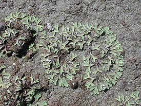 Close-up view of green crystalwort moss growing on a rocky surface. The lichens have a branched, leaf-like appearance, with some sections displaying a brownish tint.