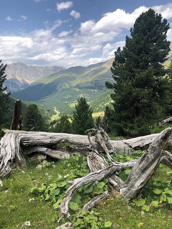 Verwitterter Baumstamm liegt auf einer grünen Bergwiese mit Tannen, im Hintergrund Berge unter bewölktem Himmel.