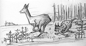 Luchs, Wild und Baumverjüngung