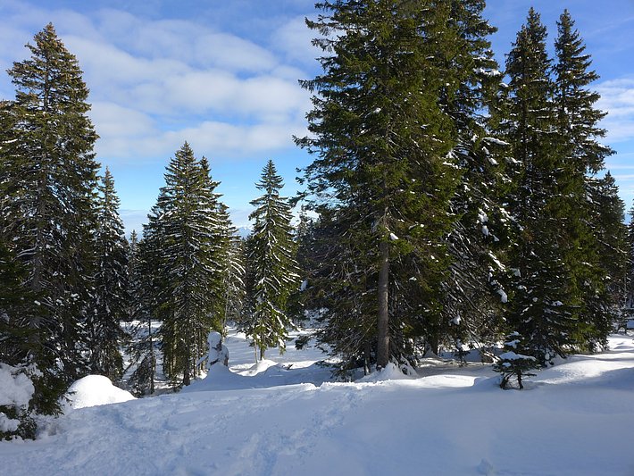 Berolle VD, 15.11.2016 (Foto: LFI/WSL)