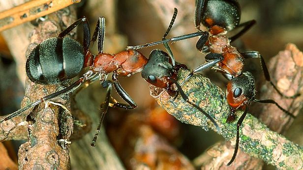 Nestbau Ameisen