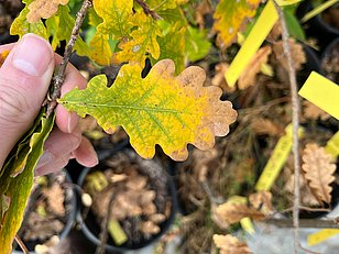 Eine Hand hält ein gelblich-grünes Eichblatt, umgeben von weiteren Blättern und Töpfen mit Pflanzen im Hintergrund. Die Blätter zeigen unterschiedliche Farben, die auf einen Übergang zum Herbst hindeuten.