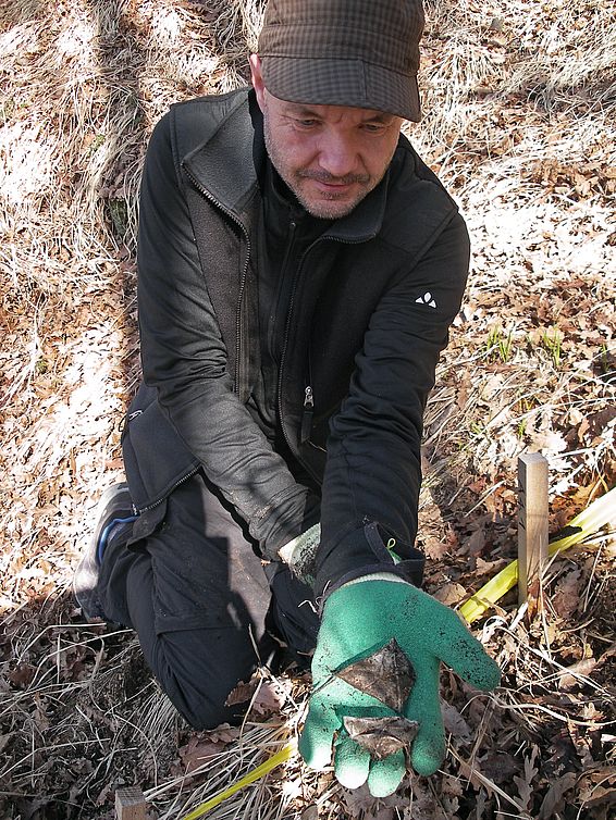 Markus Didion hat die im Boden vergrabenen Teebeutel nach 3 Monaten sorgfältig geborgen. Sie werden im Labor analysiert. (Foto: Flurin Sutter, WSL)