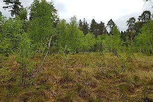 Einwachsende Bäume wie Birken beschatten Moorböden und benachteiligen so die typischen Moorpflanzen. Hagenmoos (ZH) (Foto: Ariel Bergamini)