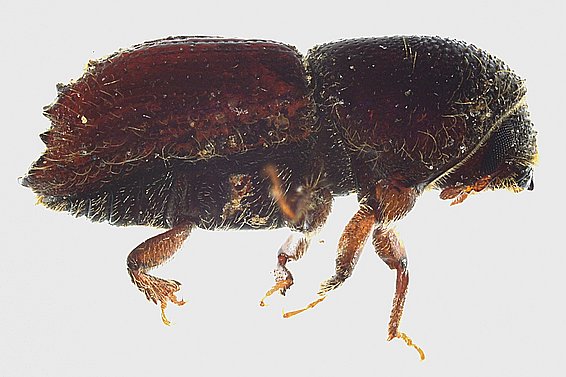 Der Nordische Fichtenborkenkäfer (Ips duplicatus)