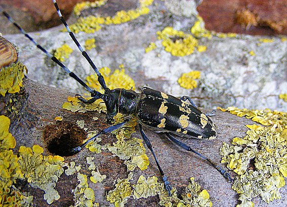 Die gelb gefleckte Variante des Asiatischen Laubholzbockkäfers wurde in der Schweiz bisher nur in Marly FR entdeckt. Foto: Doris Hölling, WSL