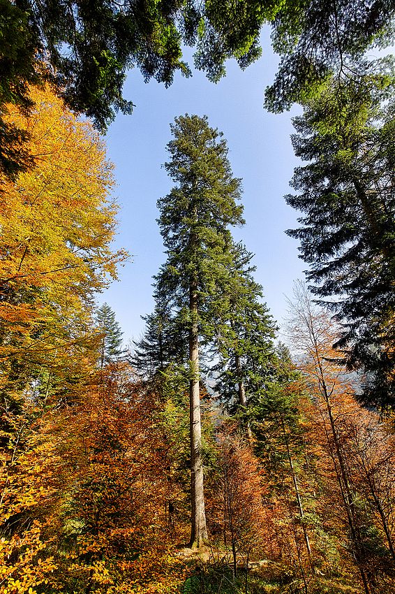 Ein prächtiges Exemplar der Weisstanne (Abies alba) in einem Bergwald im Emmental.  (Foto: Markus Bolliger)