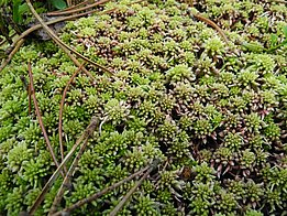 Nahaufnahme von spitzblättrigem Torfmoos mit grünen, nadelartigen Blättern und einigen trockenen Nadeln darauf