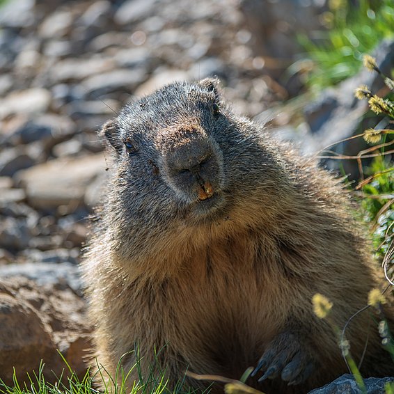 Nahaufnahme eines Murmeltiers mit braunem Fell, das auf einem felsigen Pfad sitzt und nach vorne schaut.