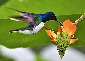 Hummingbirds and the plants they feed on are a classical example of co-evoution. (Photo: Michael Eynon)