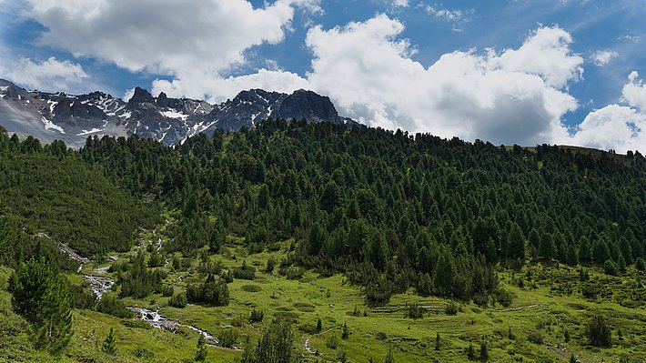 Grüner Bergwald mit Wiesen und einem kleinen Bach, im Hintergrund schneebedeckte Berggipfel unter bewölktem Himmel