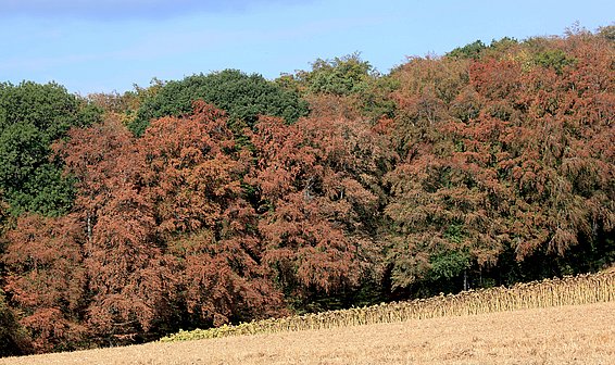 In Kombination mit Satellitenbildern half die Verbreitungskarte der Buche dabei, die Trockenheitsschäden an dieser Baumart im Sommer 2018 zu erfassen. (Bild: Ulrich Wasem, WSL)