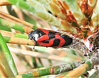 Adulte Kiefernblutzikade (Haematoloma dorsata) mit leuchtend rotem und schwarzem Muster sitzt auf einem grünen Pinienzweig.  Foto: M. Mirabel, DSF, Besançon. 