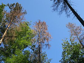 Eine von Borkenkäfern befallene Fichtengruppe in Unterstammheim, Kanton Zürich (September 2018). Foto: Beat Wermelinger.