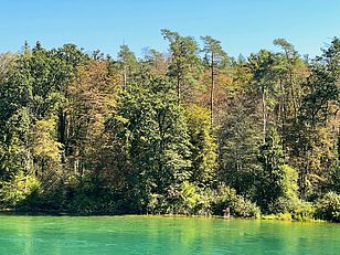 Von der frühherbstlichen Verfärbung am Rhein bei Ellikon (Kt. Zürich; 355 m ü.M.) sind besonders die Laubbäume betroffen, dagegen scheinen Waldföhren und Fichten im Mischwald noch robust (Foto: Thomas Wohlgemuth)