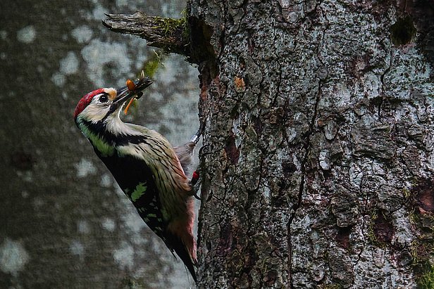 The very rare (20-30 breeding pairs) white-backed woodpecker (Dendrocopos leucotos) (Image: Simon Niederbacher)