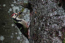 Le pic à dos blanc (Dendrocopos leucotos), très rare, ne compte que 20 à 30 couples nicheurs. (Photo: Simon Niederbacher)
