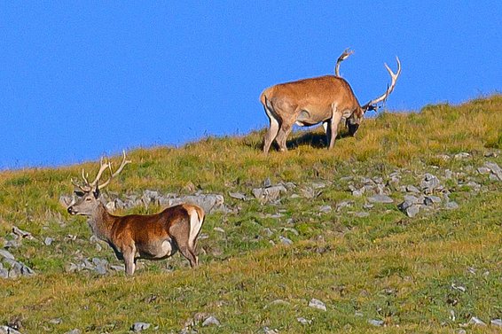Rothirsche auf einer Bergweide im Schweizerischen Nationalpark.