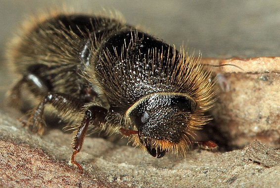 Der Buchdrucker (Ips typographus) ist etwa 4 bis 5 mm gross. (Foto: Beat Wermelinger)