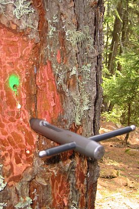 Entnahme eines Mini-Bohrkerns mit Hilfe eines speziellen Gerätes (Trephor).