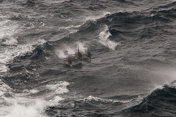 Delphine begleiten unser Schiff.