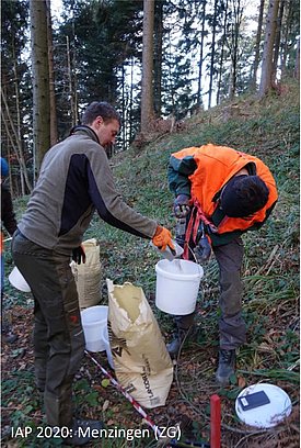 Waldkalkung zur Restaurierung versauerter Böden: Ein Pilotprojekt des Instituts für angewandte Pflanzenbiologie IAP. (Foto: IAP) 