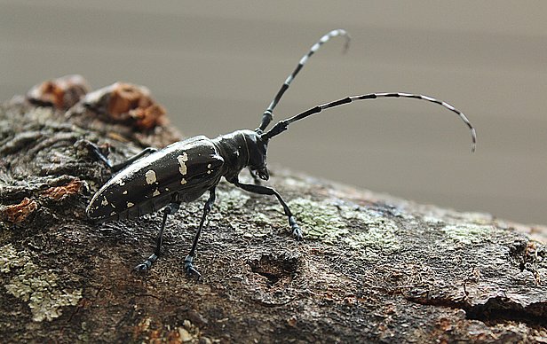 Neben der gelben Variante kamen in Marly auch weiss gefleckte Asiatische Laubholzbockkäfer vor