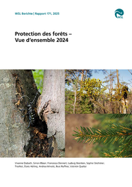 Page de couverture du rapport «Protection des forêts – Vue d’ensemble» 2024' avec des gros plans de scolytes sur l'écorce des arbres, de gui sur les branches et de branches de sapin