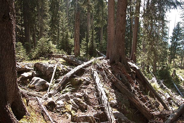 Im Bödmerenwald ist seit 50 Jahren viel abgestorbenes Holz liegengeblieben. 