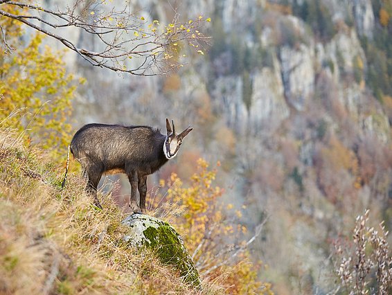 Seit der letzten Eiszeit vor 20 000 Jahren haben sich die Gämsen im Alpenraum ausgebreitet. (Foto: Flurin Leugger)