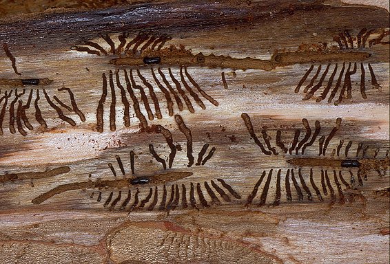 Der Buchdrucker hinterlässt typische, fächerförmige Frassspuren unter der Baumrinde. (Foto: Beat Wermelinger)
