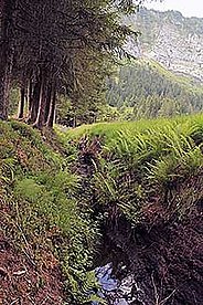 Entwaesserungsgraben Gross Moos, Schwändital, GL