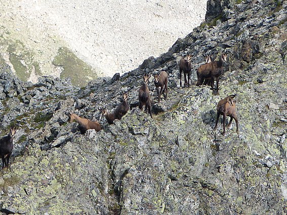 Photo: U. Wasem, WSL