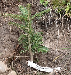 Plantule de sapin issue d’une graine en provenance de Marbach (canton de Lucerne). Photo: Peter Brang/WSL