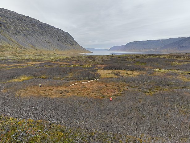 Eine weite Landschaft mit sanften Hügeln und einem ruhigen Gewässer im Hintergrund. Zwei Personen sind in der Ferne zu sehen, während sie eine Gruppe von Schafen durch das offene Gelände führen. Die Vegetation ist karg, und der Himmel ist bewölkt.
