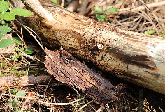 Rinde mit Fraßspuren des Buchdruckers an liegendem, teilweise entrindetem Fichtenstamm im Wald
