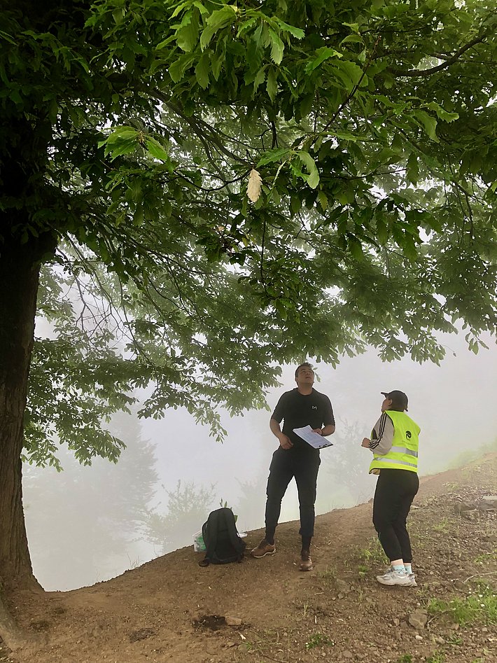 Two individuals are standing under a large tree in a foggy environment. One person is holding papers, while the other is wearing a bright yellow vest. A backpack sits on the ground nearby. The atmosphere appears calm and mysterious due to the fog.