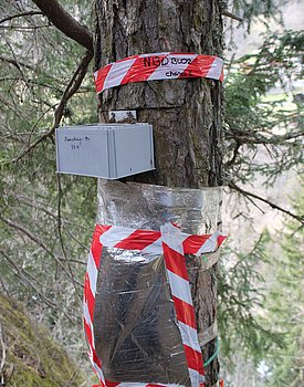 The point dendrometer measures the change in trunk growth of a larch.