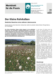 Der Kleine Rohrkolben